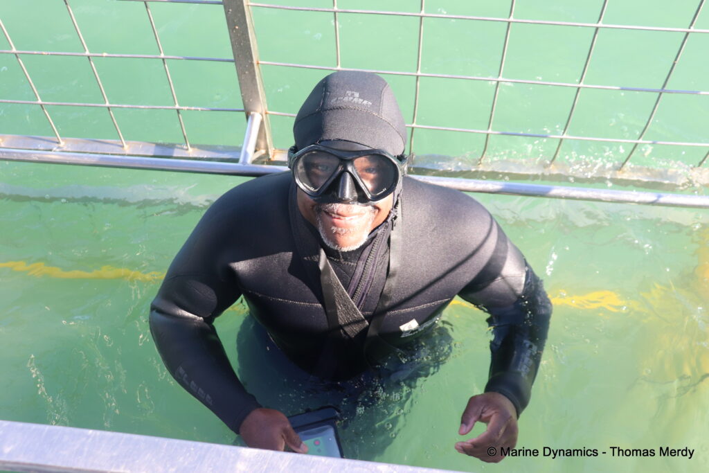 Shark cage diving, South Africa, Ganbsaai