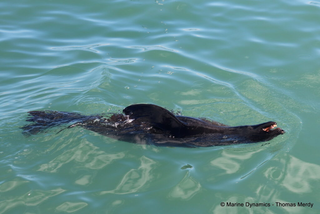Shark cage diving, South Africa, Ganbsaai
