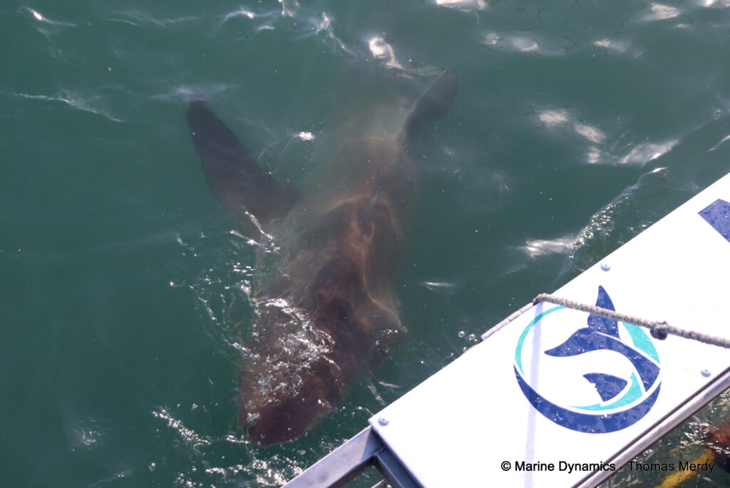 Shark cage diving, South Africa, Ganbsaai