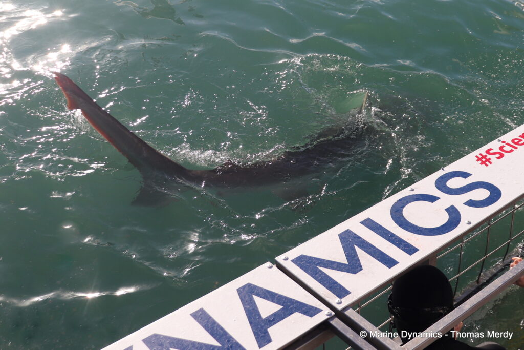 Shark cage diving, South Africa, Ganbsaai