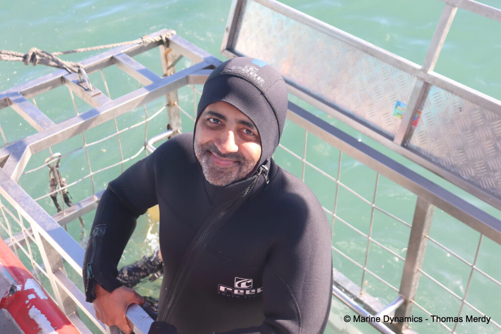 Shark cage diving, South Africa, Ganbsaai