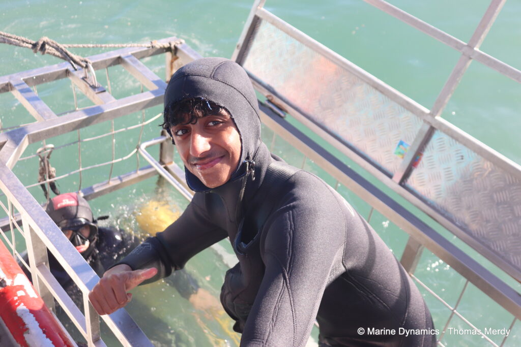 Shark cage diving, South Africa, Ganbsaai