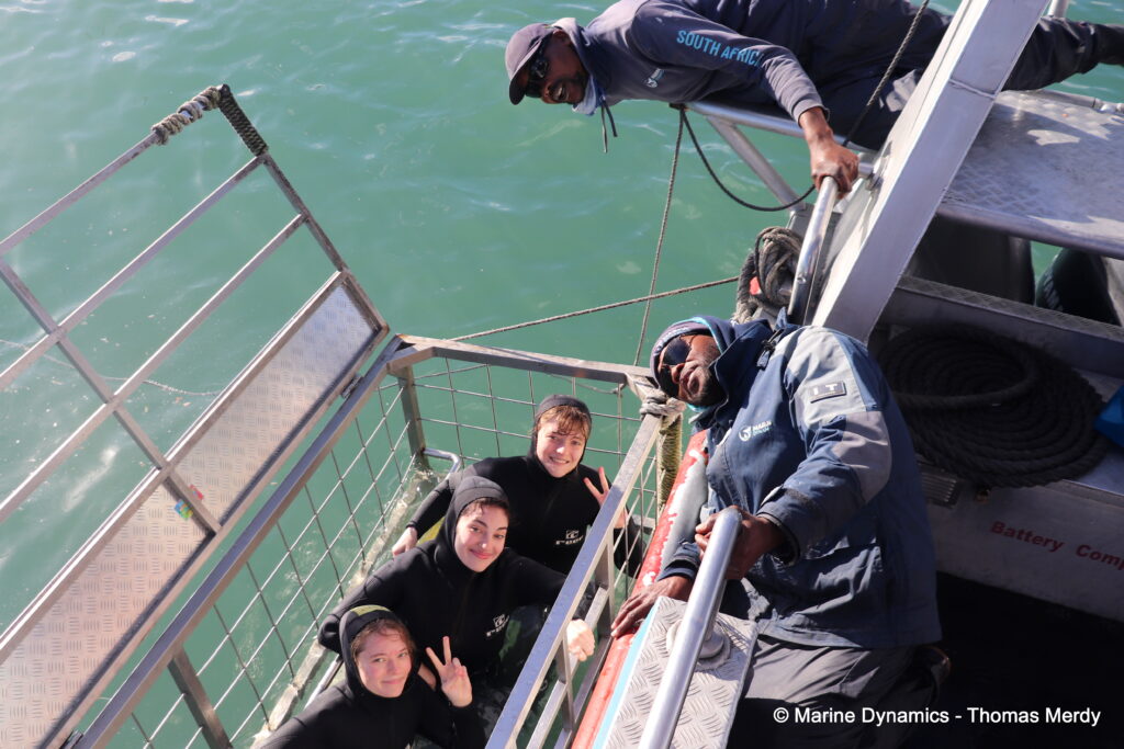 Shark cage diving, South Africa, Ganbsaai