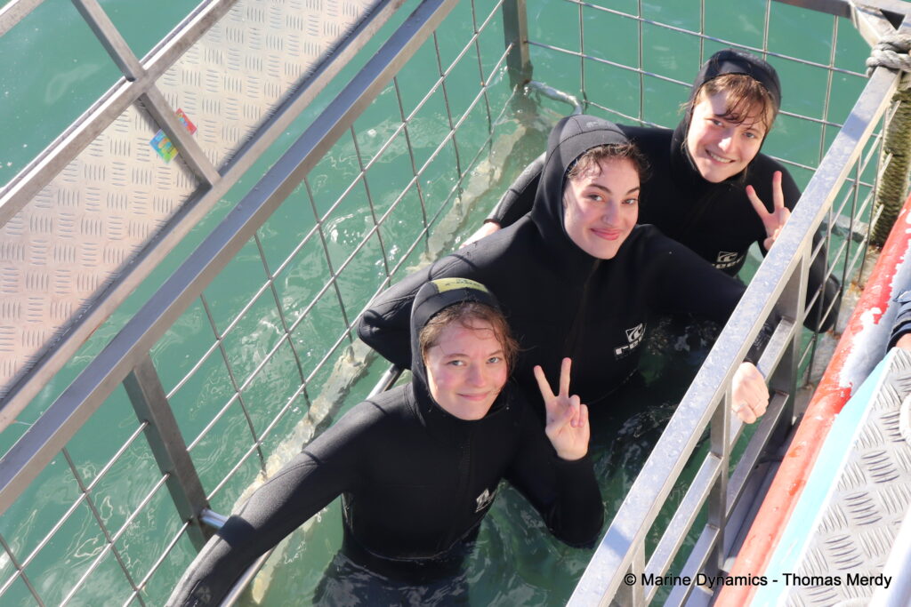 Shark cage diving, South Africa, Ganbsaai