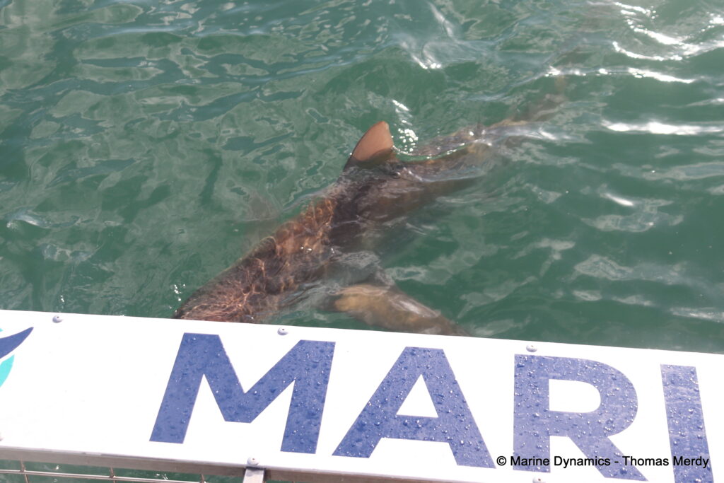 Shark cage diving, South Africa, Ganbsaai