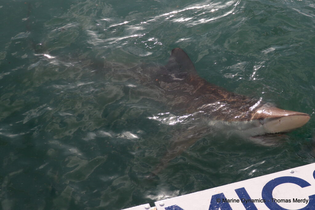 Shark cage diving, South Africa, Ganbsaai