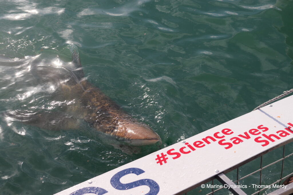 Shark cage diving, South Africa, Ganbsaai