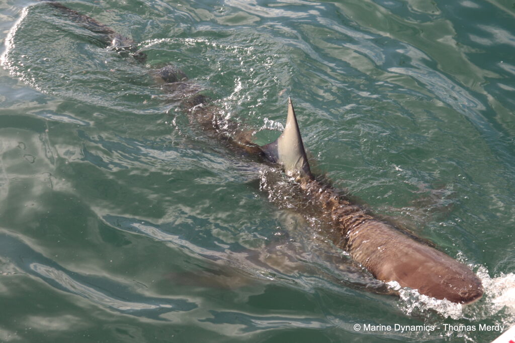 Shark cage diving, South Africa, Ganbsaai