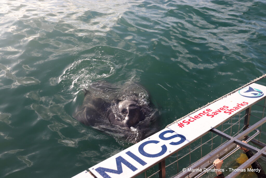 Shark cage diving, South Africa, Ganbsaai