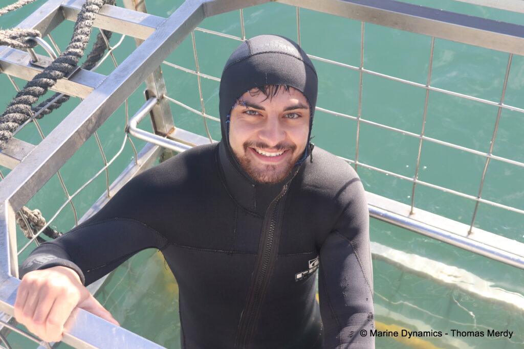 Shark cage diving, South Africa, Ganbsaai