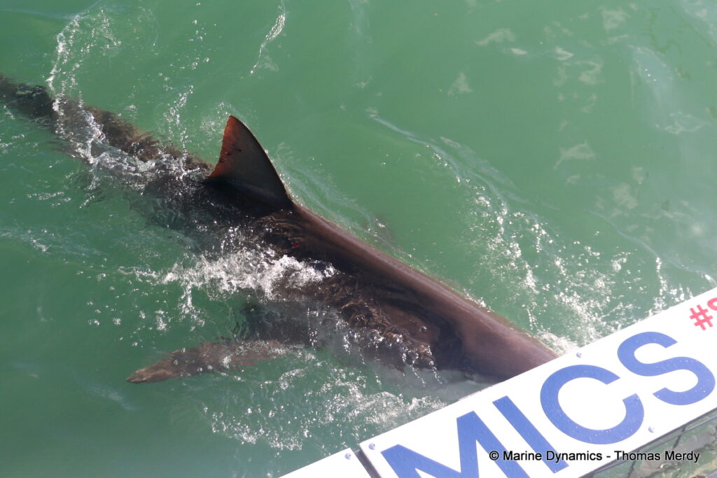 Shark cage diving, Gansbaai, South Africa