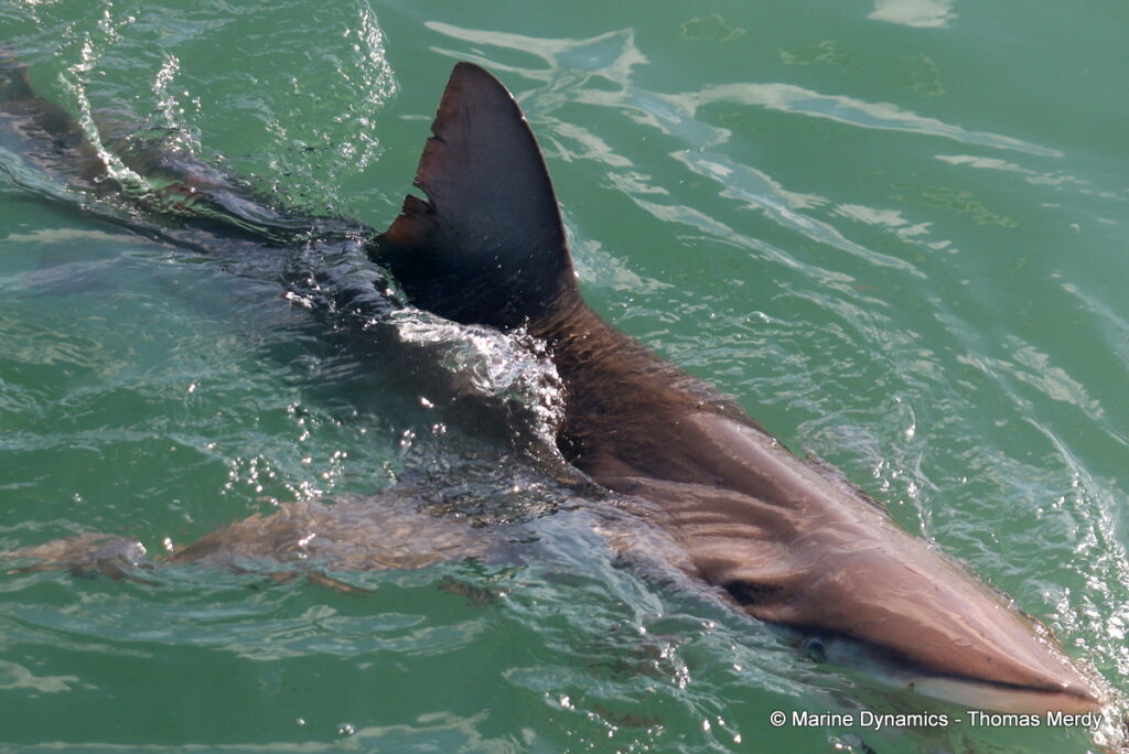 Shark cage diving, Gansbaai, South Africa