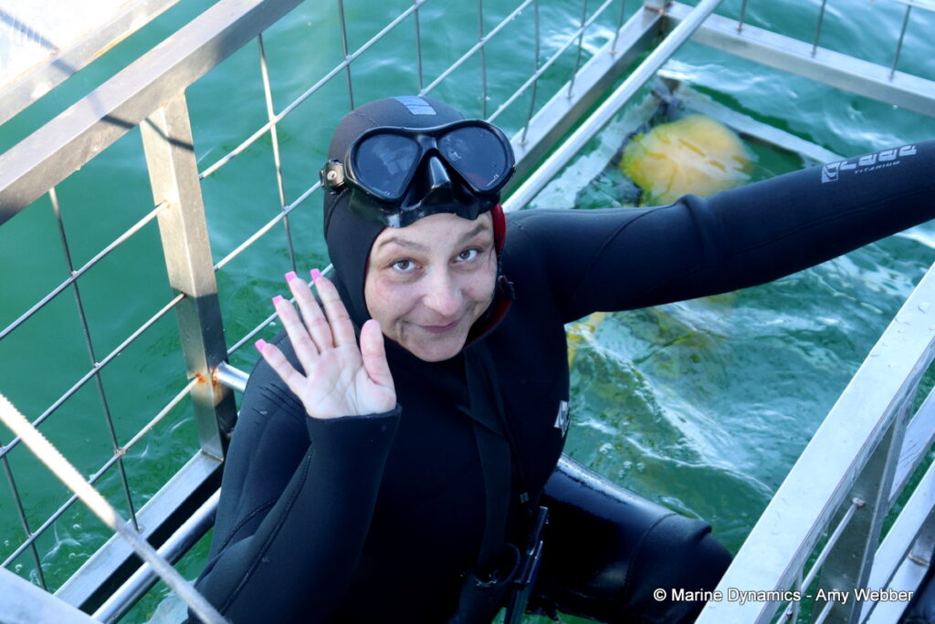 Shark cage diving, Gansbaai, South Africa
