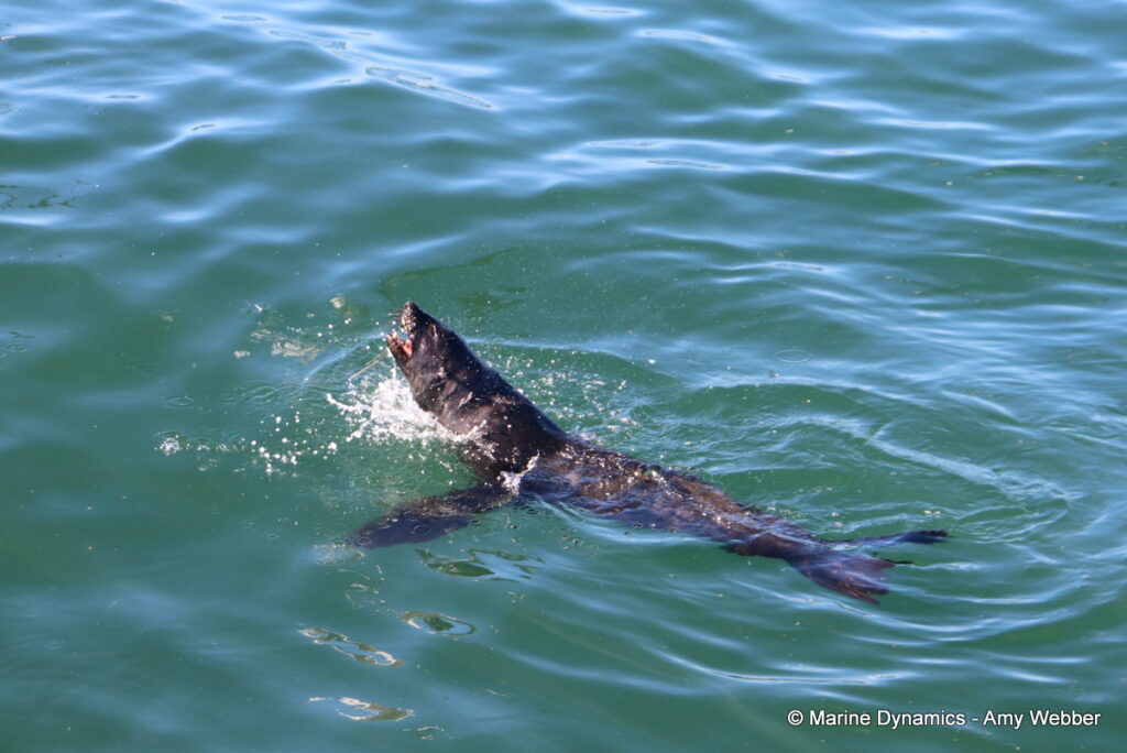 Shark cage diving, Gansbaai, South Africa