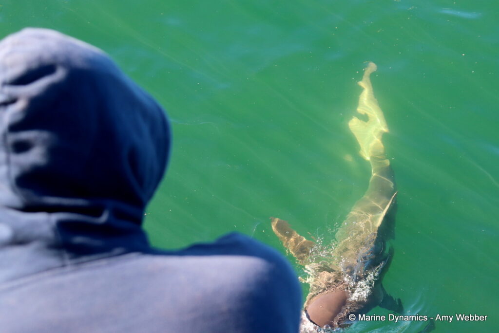 Shark cage diving, Gansbaai, South Africa