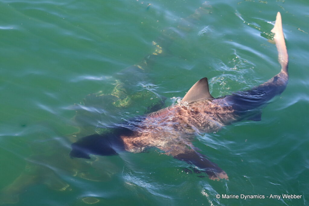 Shark cage diving, Gansbaai, South Africa