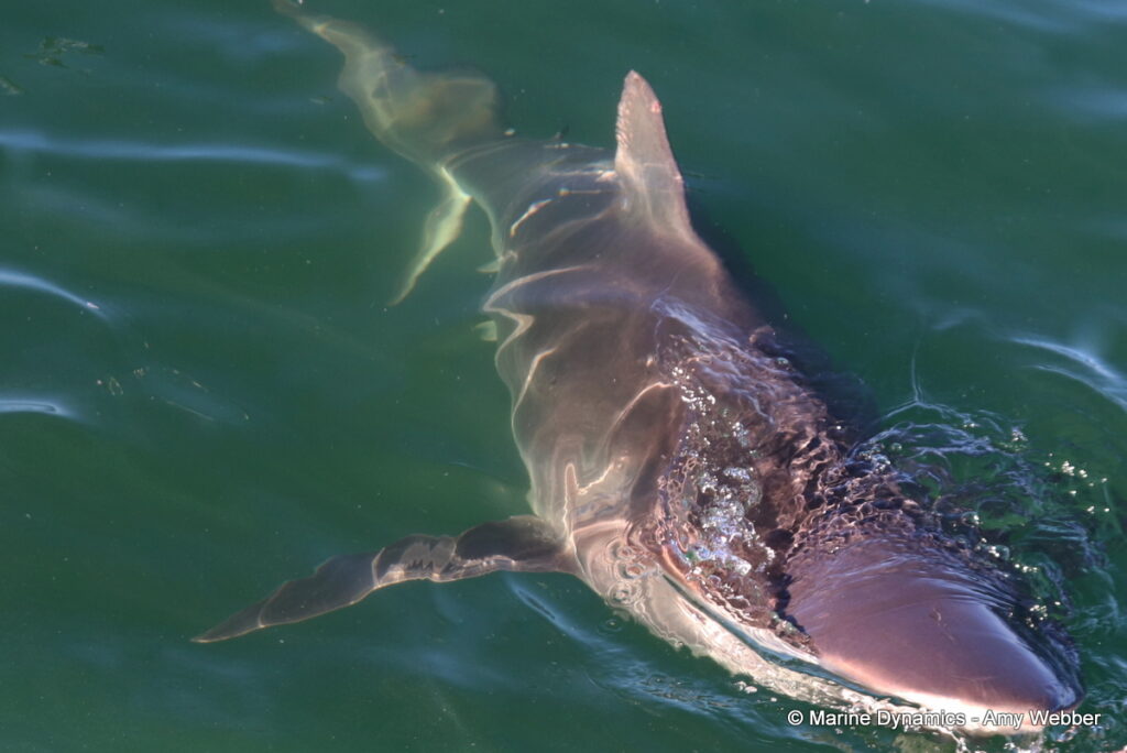 Shark cage diving, Gansbaai, South Africa