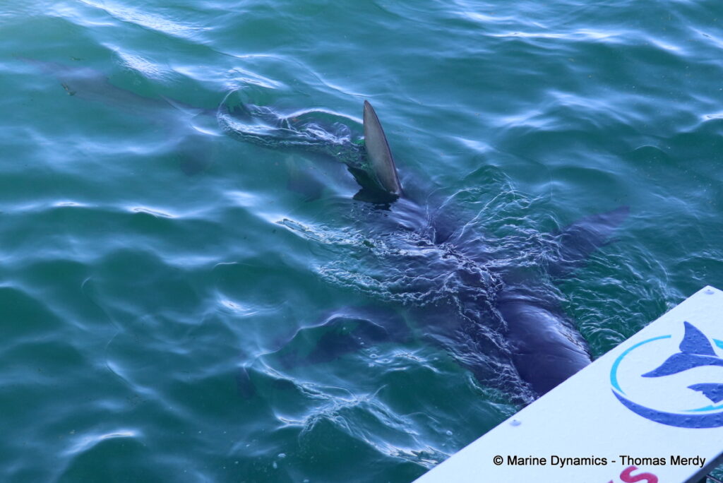 Shark cage diving, Gansbaai, South Africa