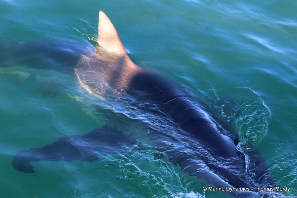 Shark cage diving, Gansbaai, South Africa