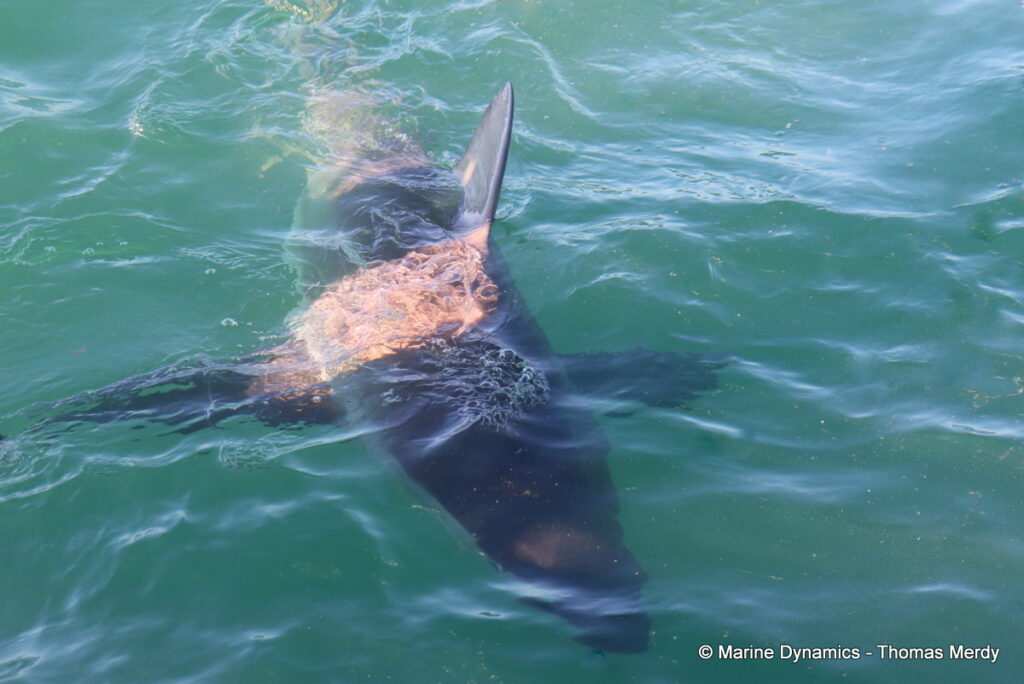 Shark cage diving, Gansbaai, South Africa