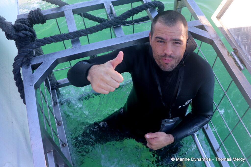 Shark cage diving, Gansbaai, South Africa