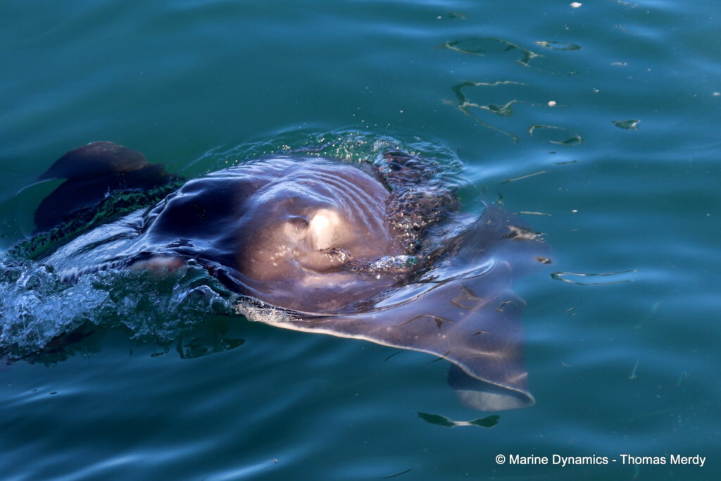 Shark cage diving, South Africa, gansbaai
