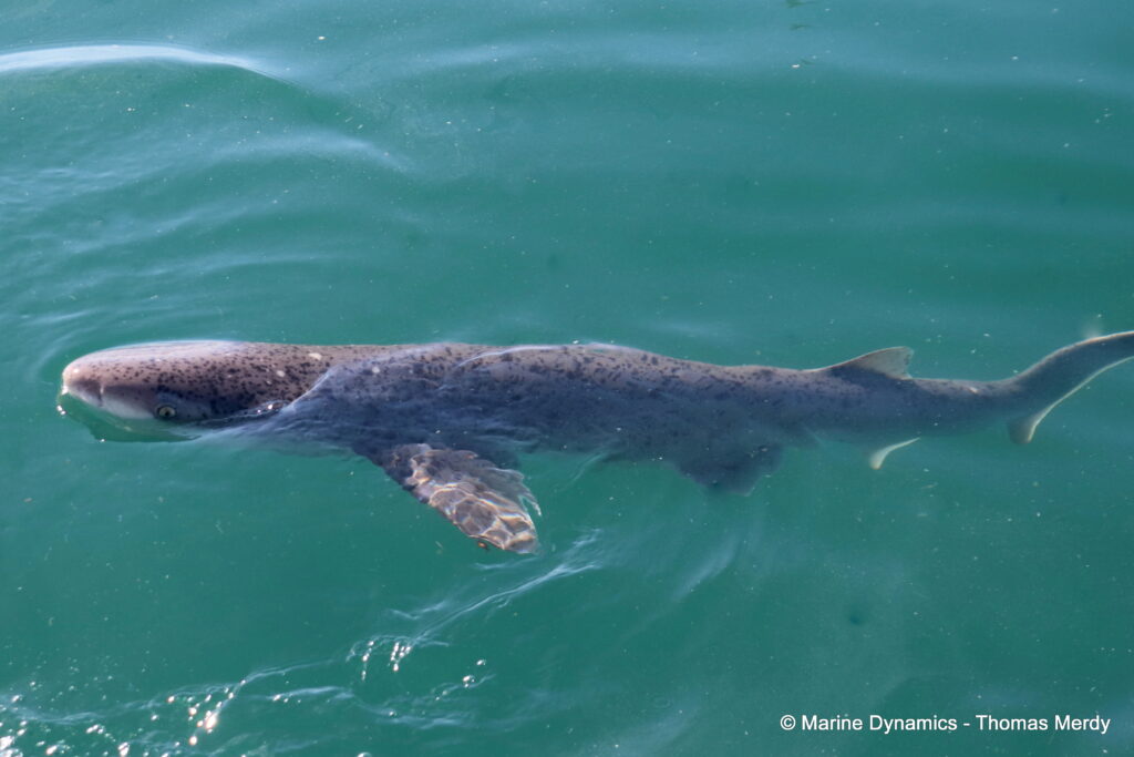 Shark cage diving, South Africa, gansbaai