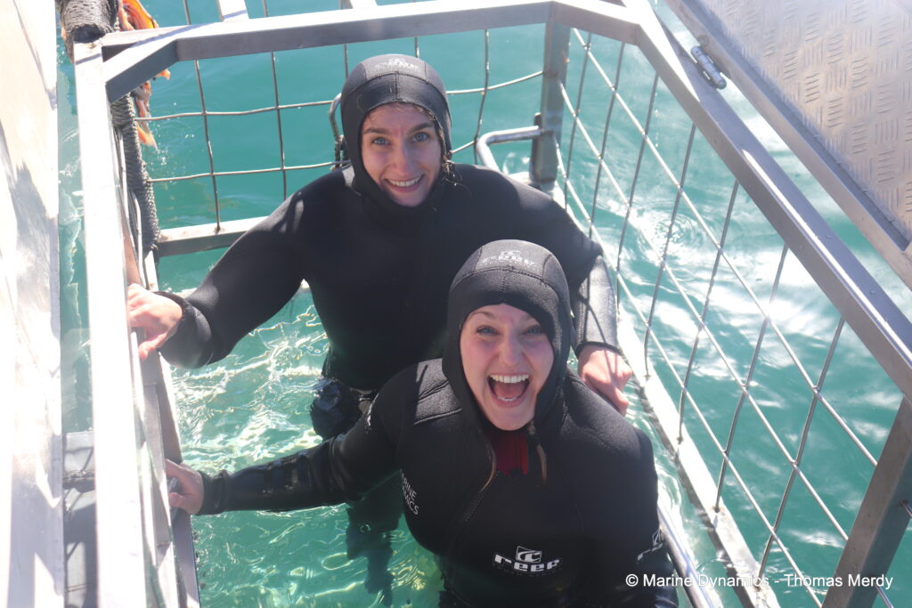 Shark cage diving, South Africa, gansbaai