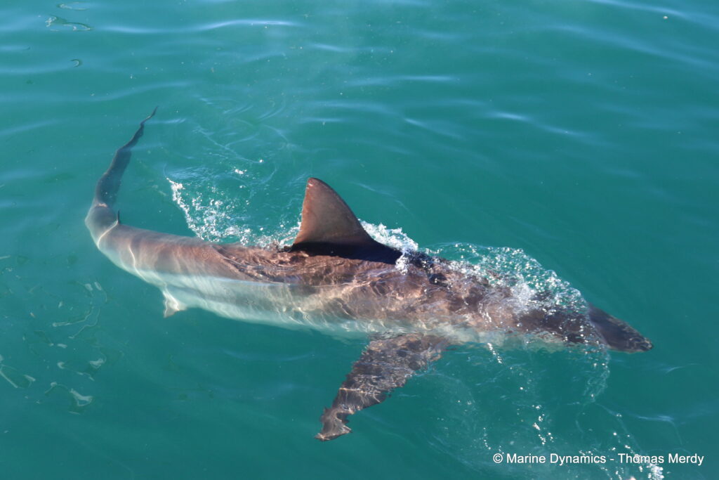 Shark cage diving, South Africa, gansbaai