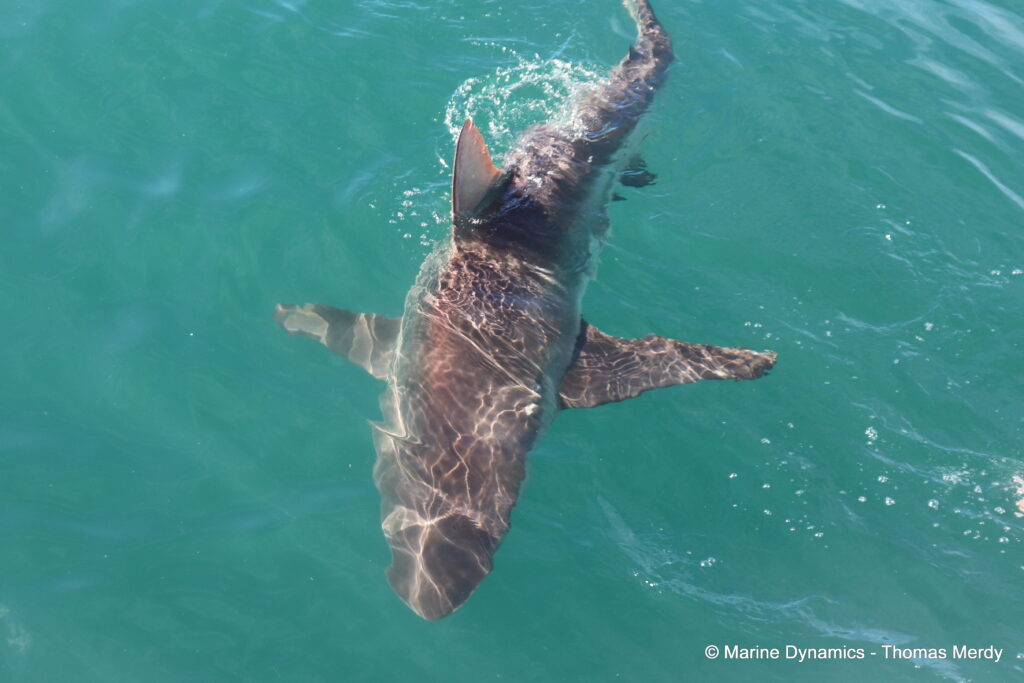 Shark cage diving, South Africa, gansbaai