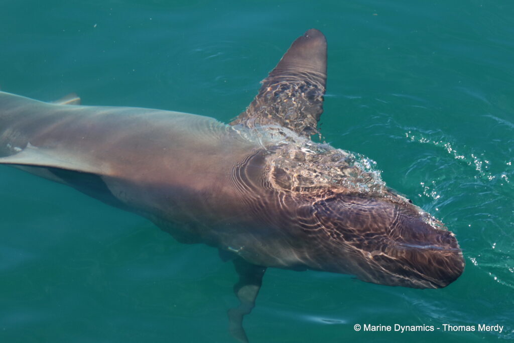 Shark cage diving, South Africa, gansbaai
