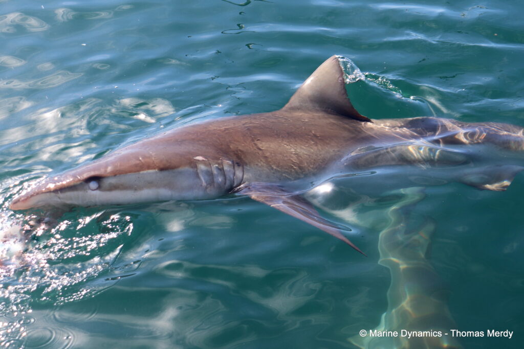 Shark cage diving, South Africa, gansbaai
