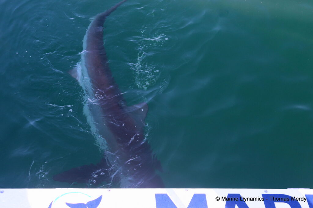 Shark cage diving, South Africa, gansbaai
