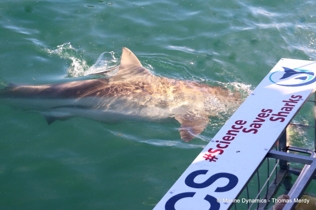 Shark cage diving, South Africa, gansbaai