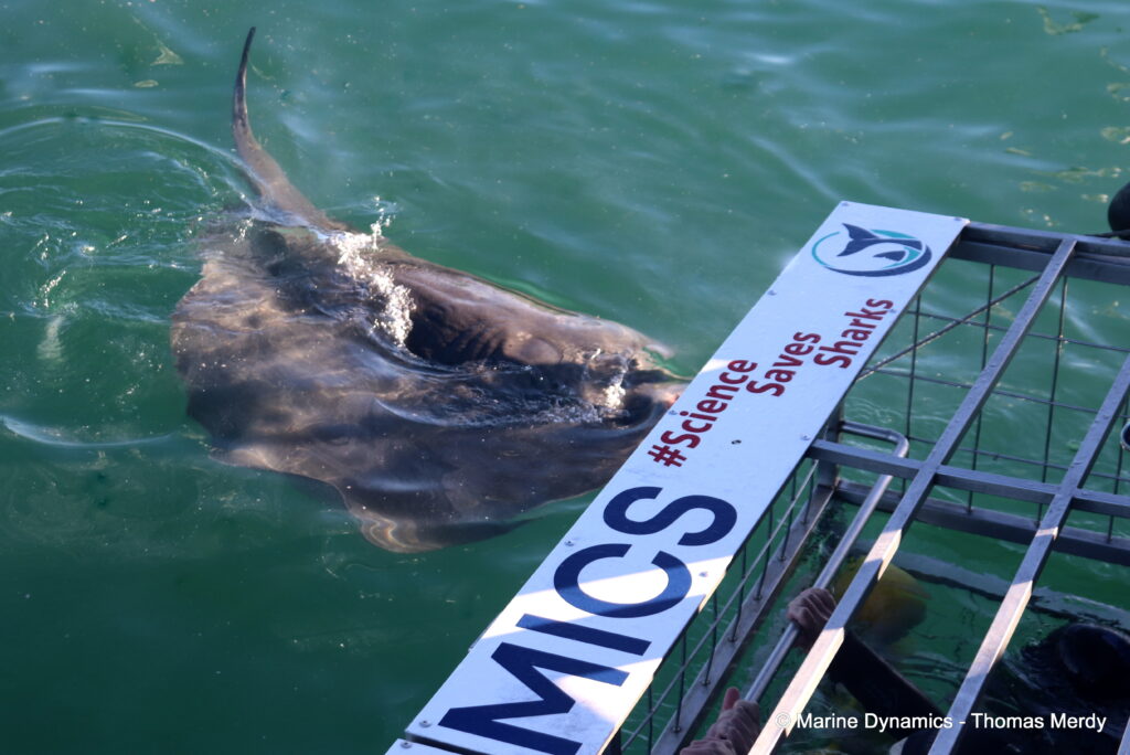 Shark cage diving, South Africa, gansbaai