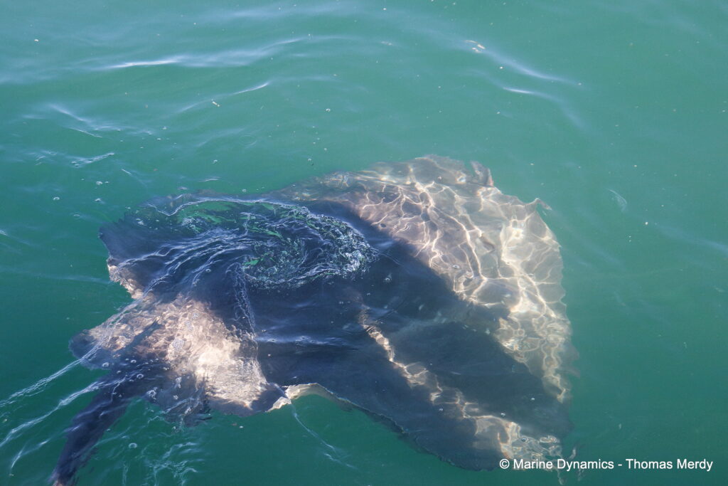 Shark cage diving, South Africa, gansbaai