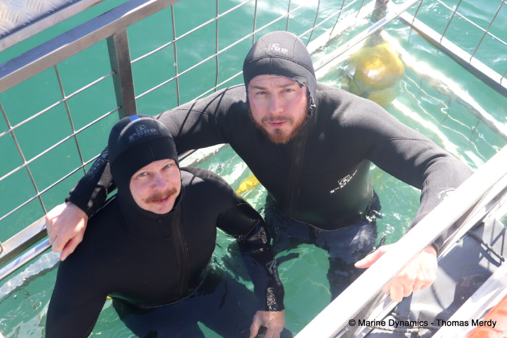 Shark cage diving, South Africa, gansbaai