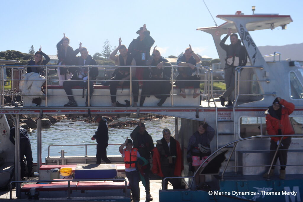 Shark cage diving, South Africa, gansbaai