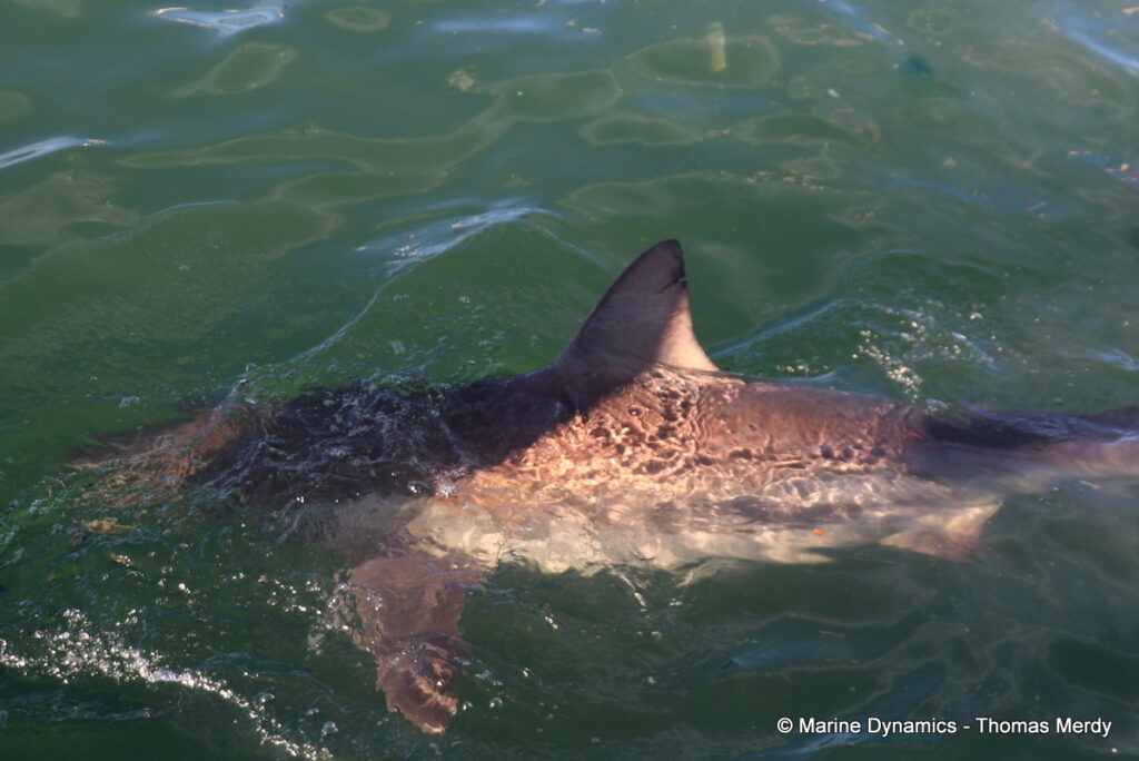 Shark cage diving, South Africa, gansbaai