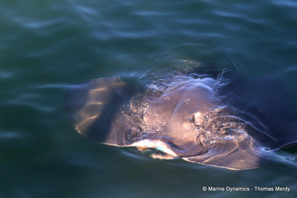 Shark cage diving, South Africa, gansbaai