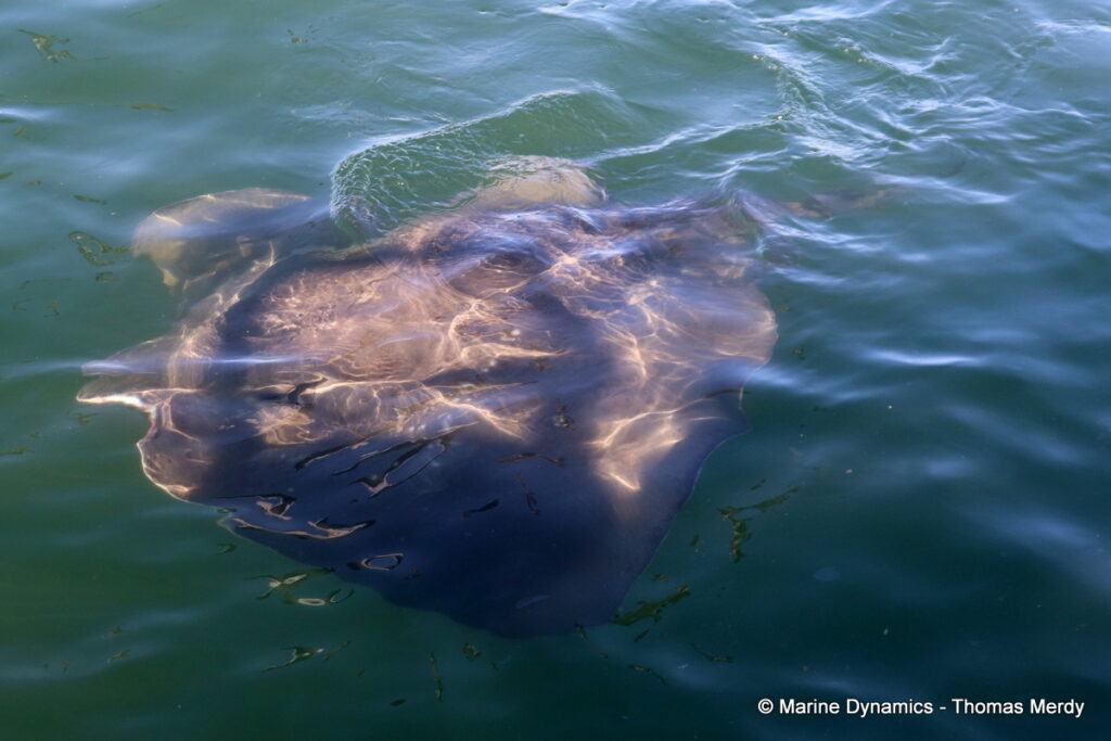 Shark cage diving, South Africa, gansbaai