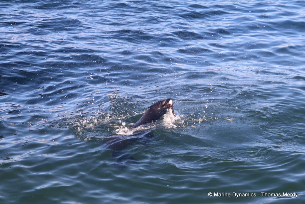 Shark cage diving, South Africa, gansbaai