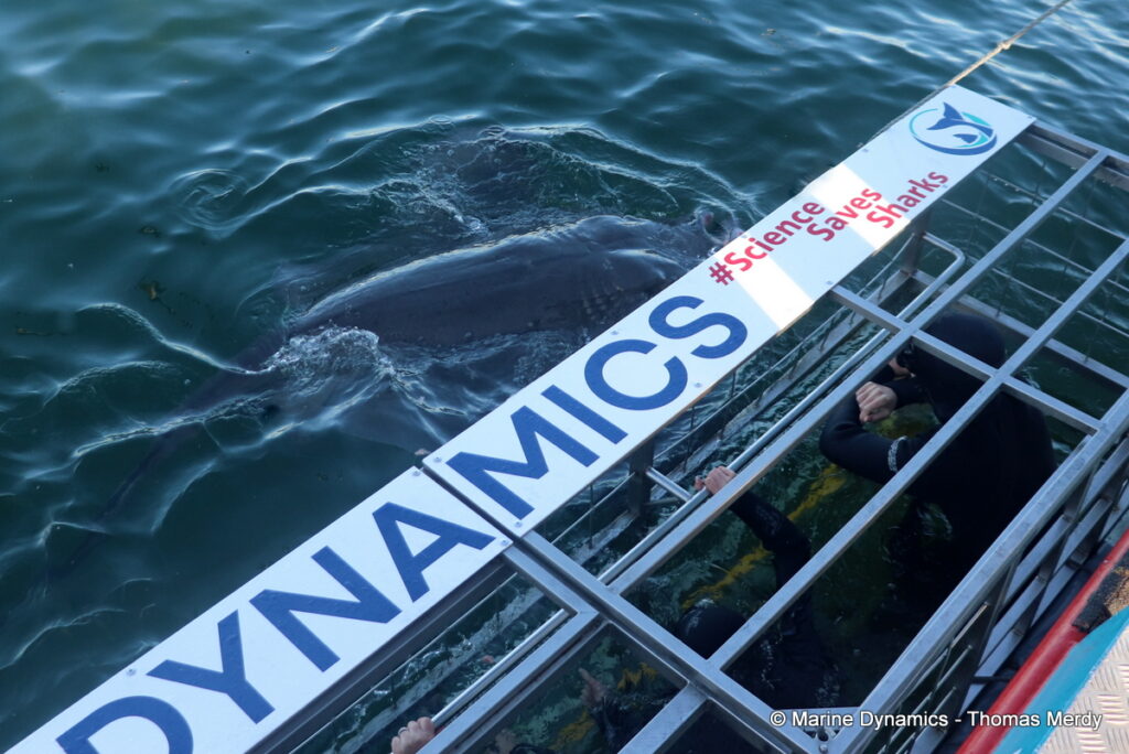 Shark cage diving, South Africa, gansbaai