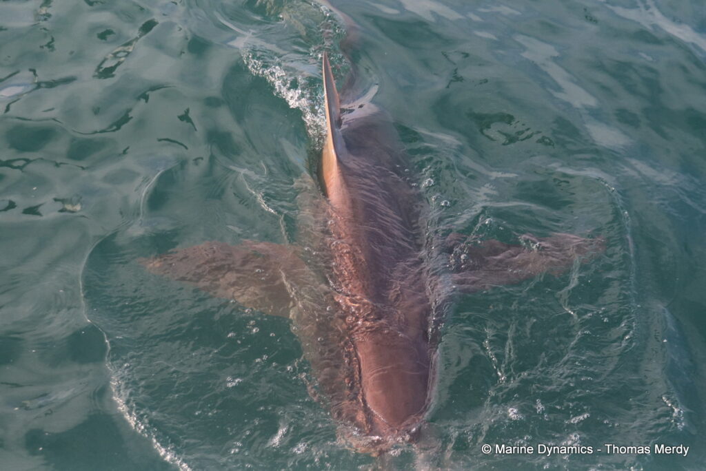 Shark cage diving, South Africa, Gansbaai