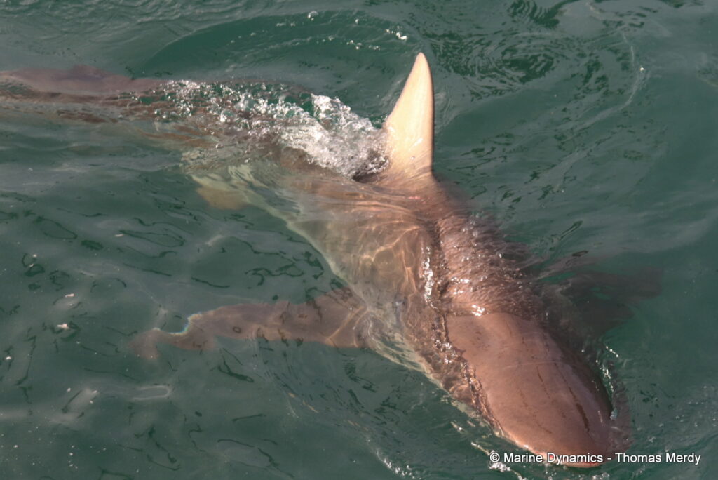 Shark cage diving, South Africa, Gansbaai
