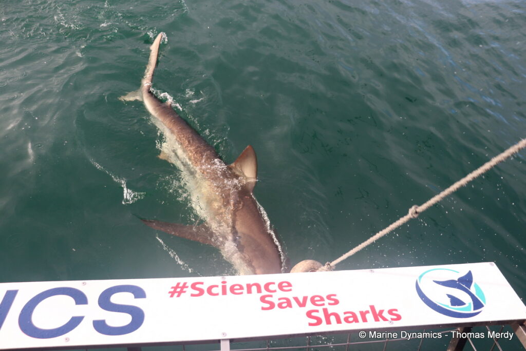 Shark cage diving, South Africa, Gansbaai