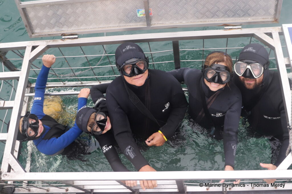 Shark cage diving, South Africa, Gansbaai