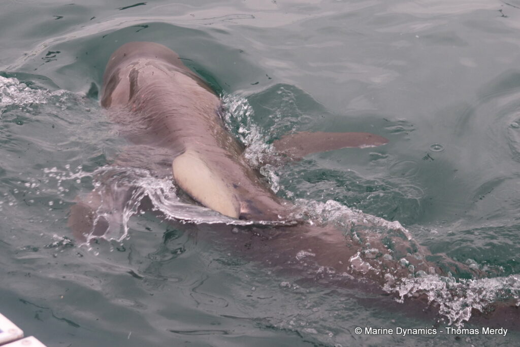 Shark cage diving, South Africa, Gansbaai