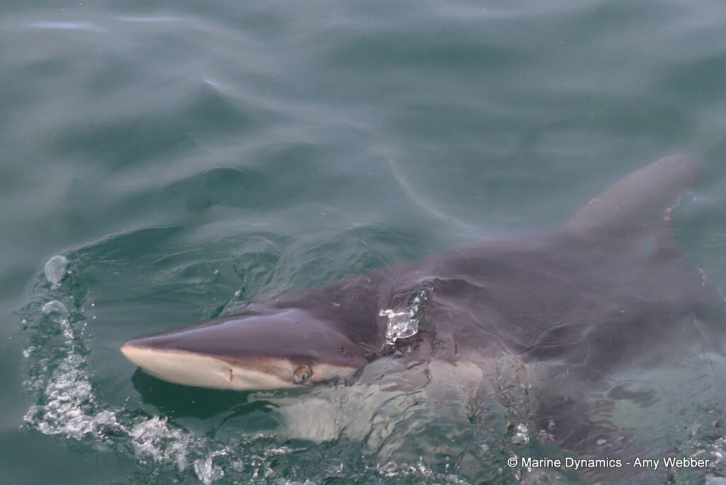 Shark cage diving, Gansbaai, South Africa