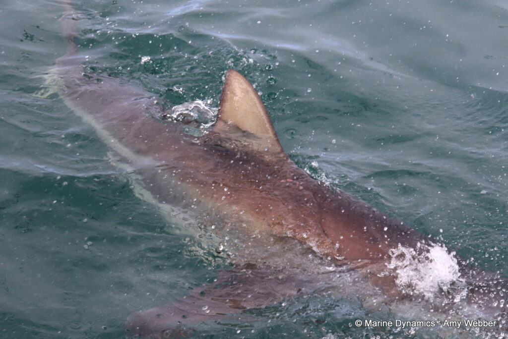Shark cage diving, Gansbaai, South Africa